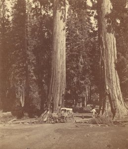 The Sentinels, 315 Feet High, Diameter 20 Feet by John P. Soule